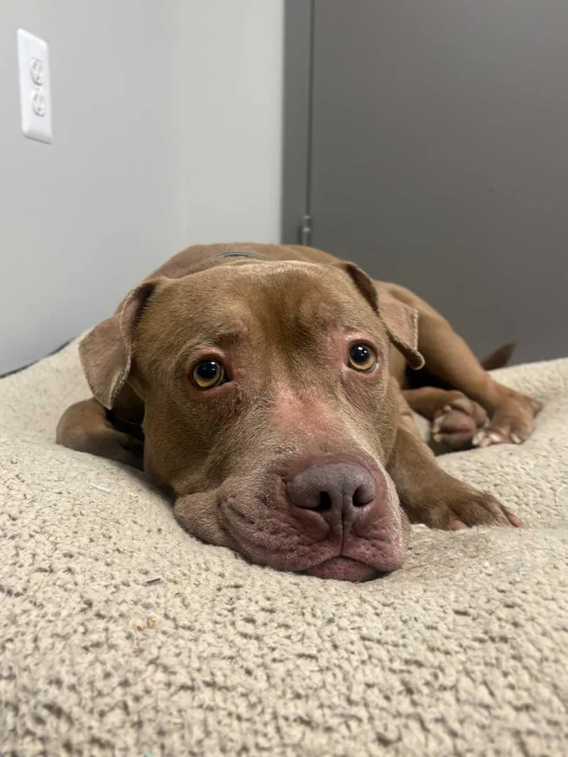 Pork Chop thumbnail 3