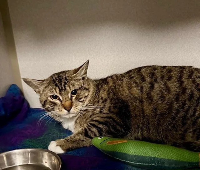 An adult medium-sized male Tabby (Brown / Chocolate) Domestic Short Hair cat named Henry for adoption in Winter Haven, FL