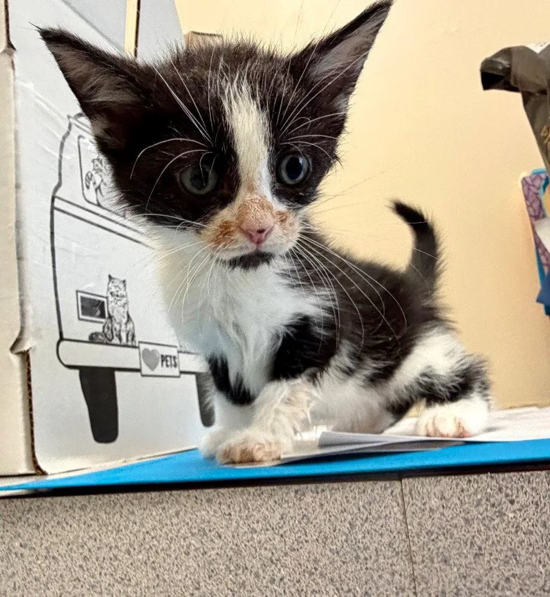 A baby small-sized male Black & White / Tuxedo Domestic Short Hair cat named Lincoln for adoption in Sayreville, NJ