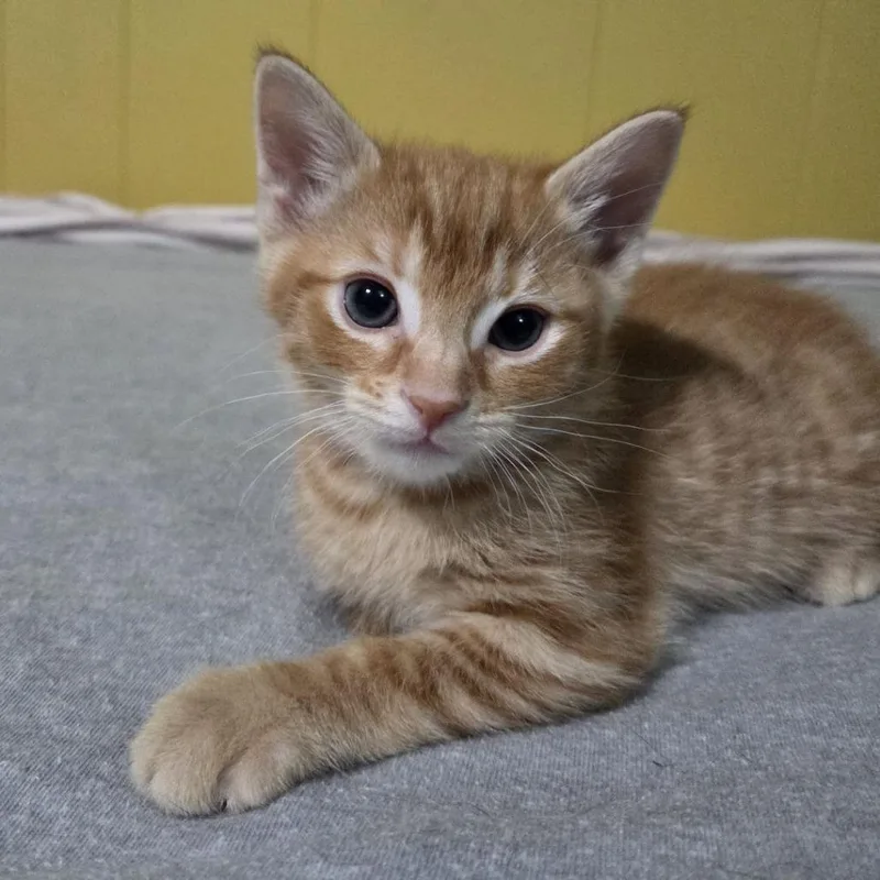 A baby small-sized female Orange / Red Domestic Short Hair cat named Oracle for adoption in Springfield, IL