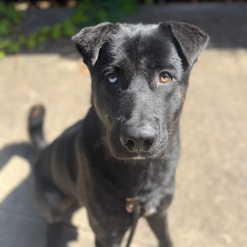 A young large-sized male Black Mixed Breed dog named Havelock for adoption in Memphis, TN
