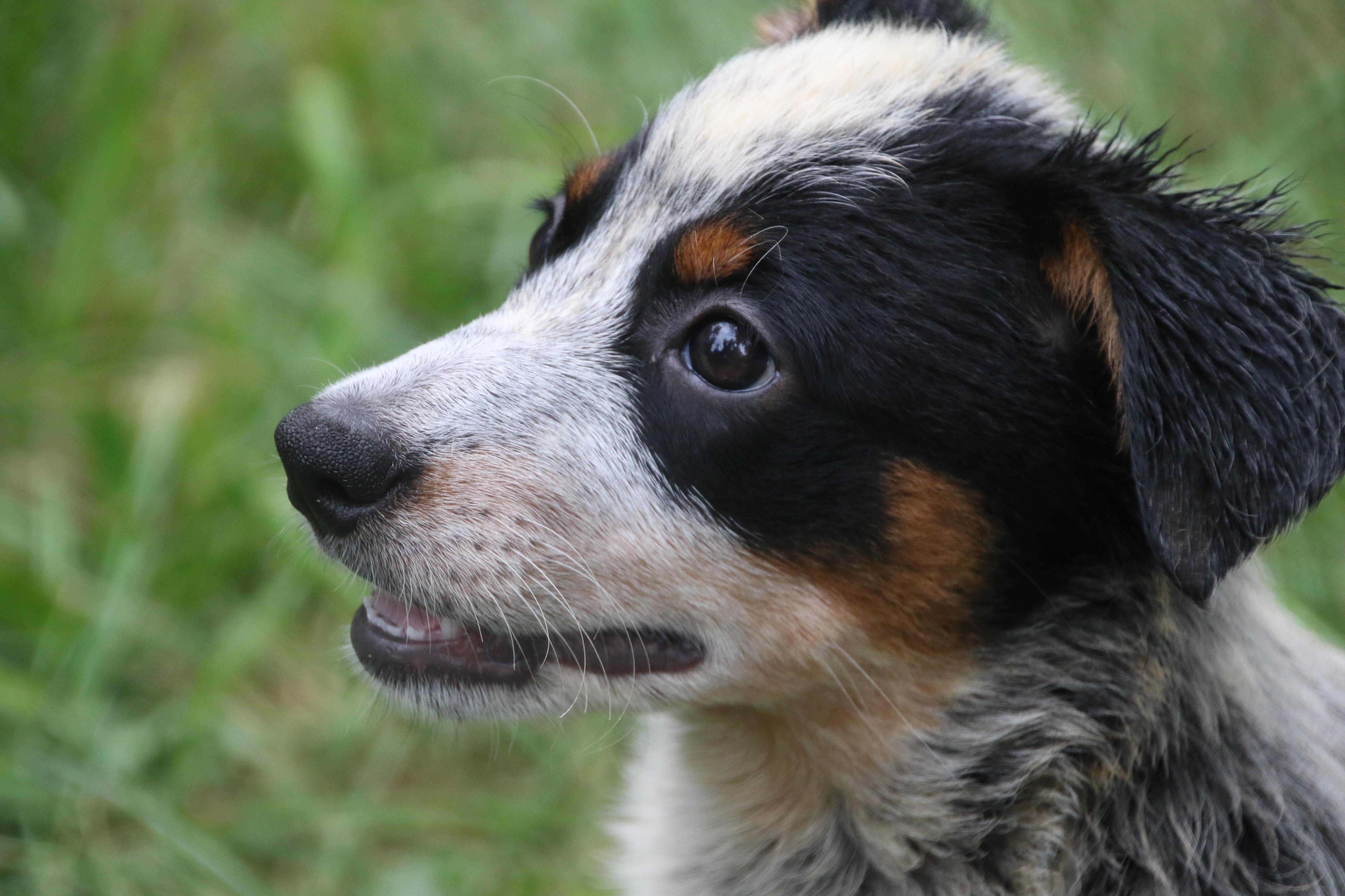 A baby medium-sized female Cattle Dog dog named Lightning for adoption in Aurora, IL