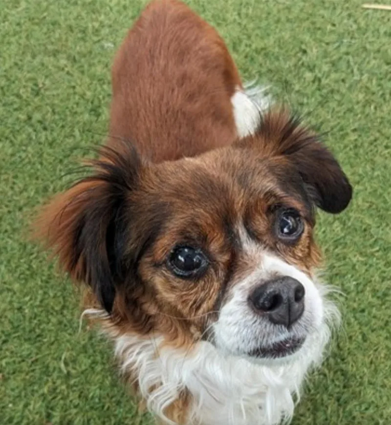 An adult small-sized male Cavalier King Charles Spaniel dog named Charlie for adoption in Scottsdale, AZ