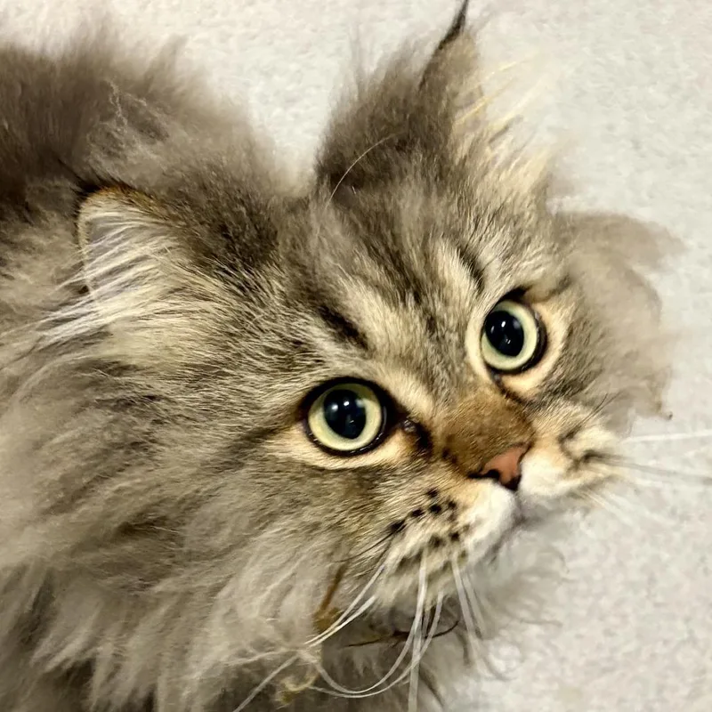 An adult large-sized male Brown / Chocolate Persian cat named Manu for adoption in Murray, UT