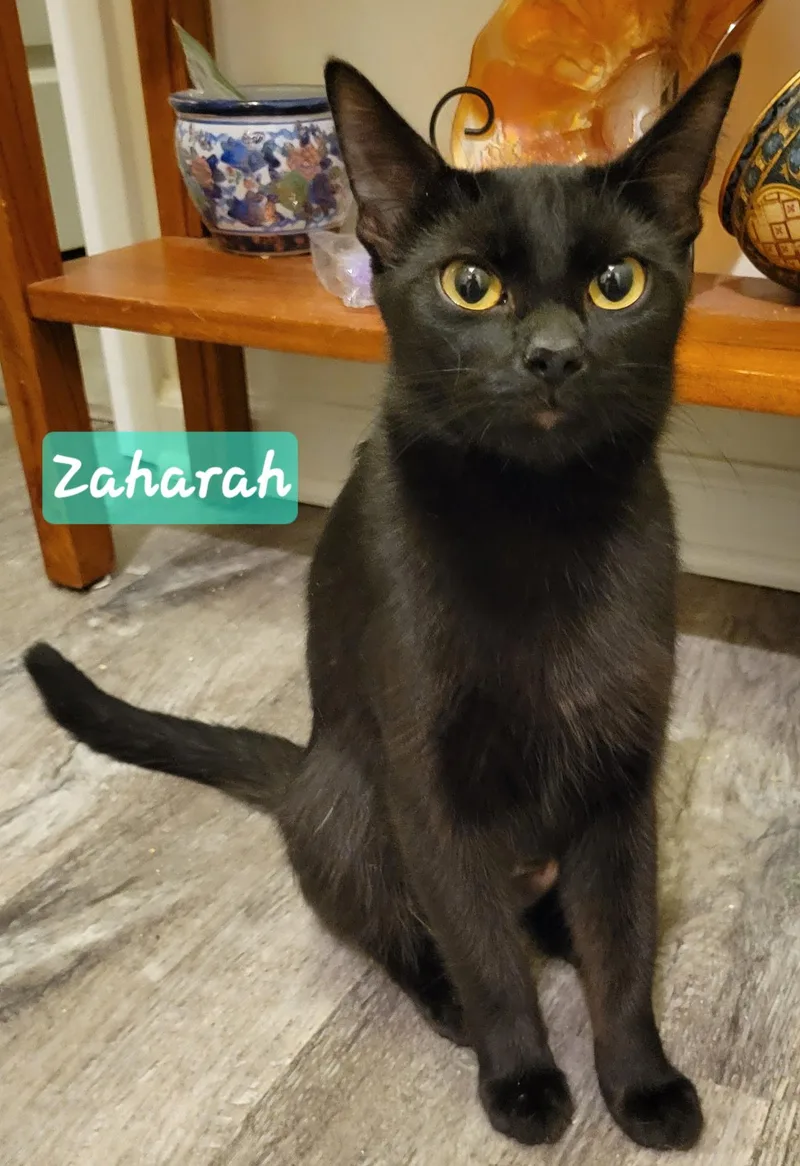 A young medium-sized female Black Domestic Short Hair cat named Zaharah for adoption in Greenwood, IN