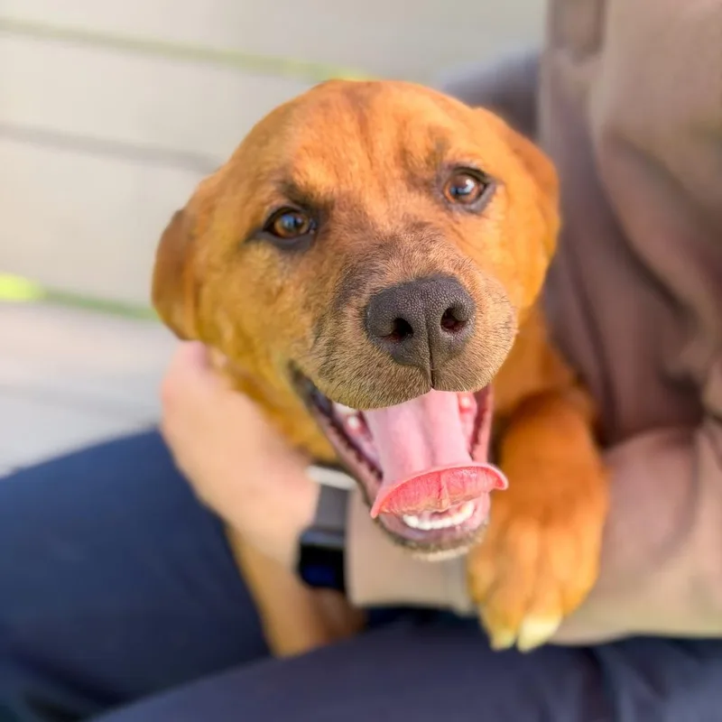 A young medium-sized male Yellow / Tan / Blond / Fawn Labrador Retriever dog named Clyde for adoption in Gainesville, GA