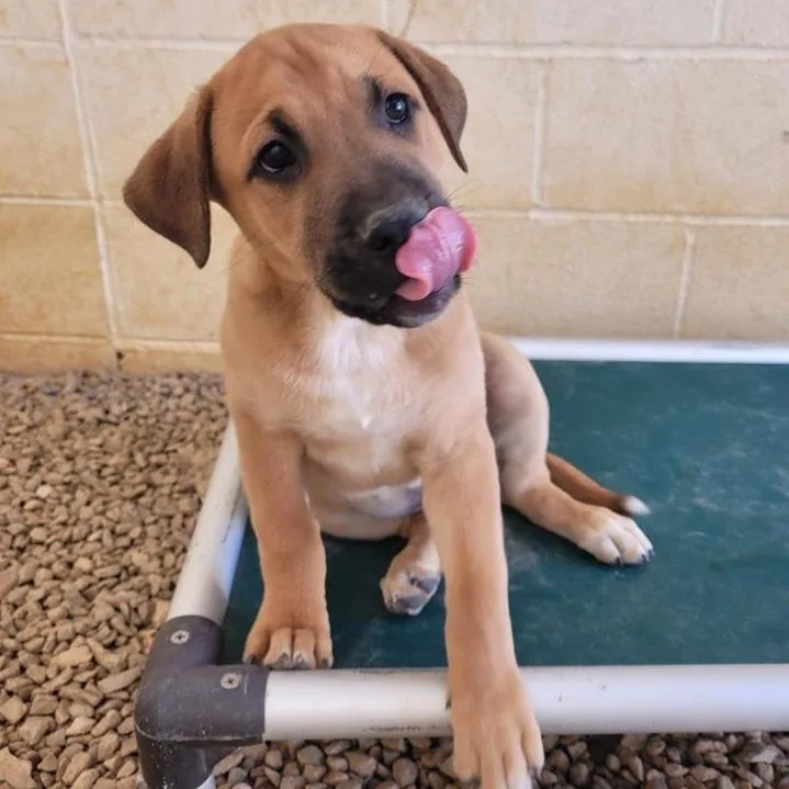 A baby medium-sized male Apricot / Beige Mixed Breed dog named Trunk for adoption in LOXAHATCHEE, FL