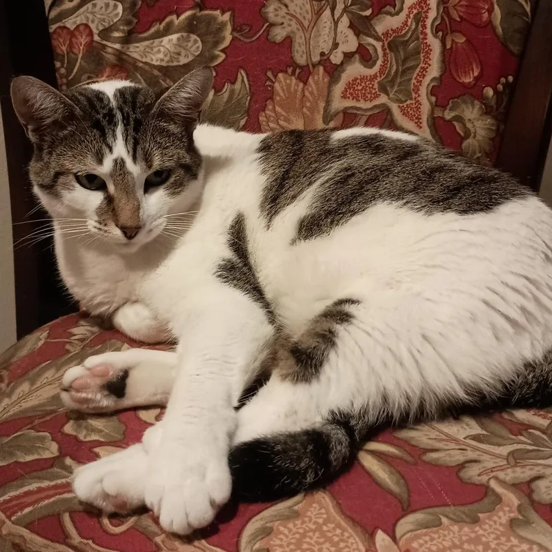 An adult small-sized female Domestic Short Hair cat named Peridot for adoption in Pleasant Valley, NY