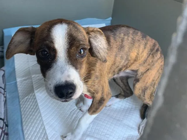 A baby small-sized female Chihuahua dog named Cinnabun for adoption in Sacramento, CA