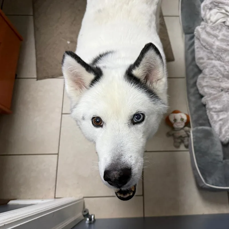 A senior large-sized female Husky dog named Nieves for adoption in Medford, NY