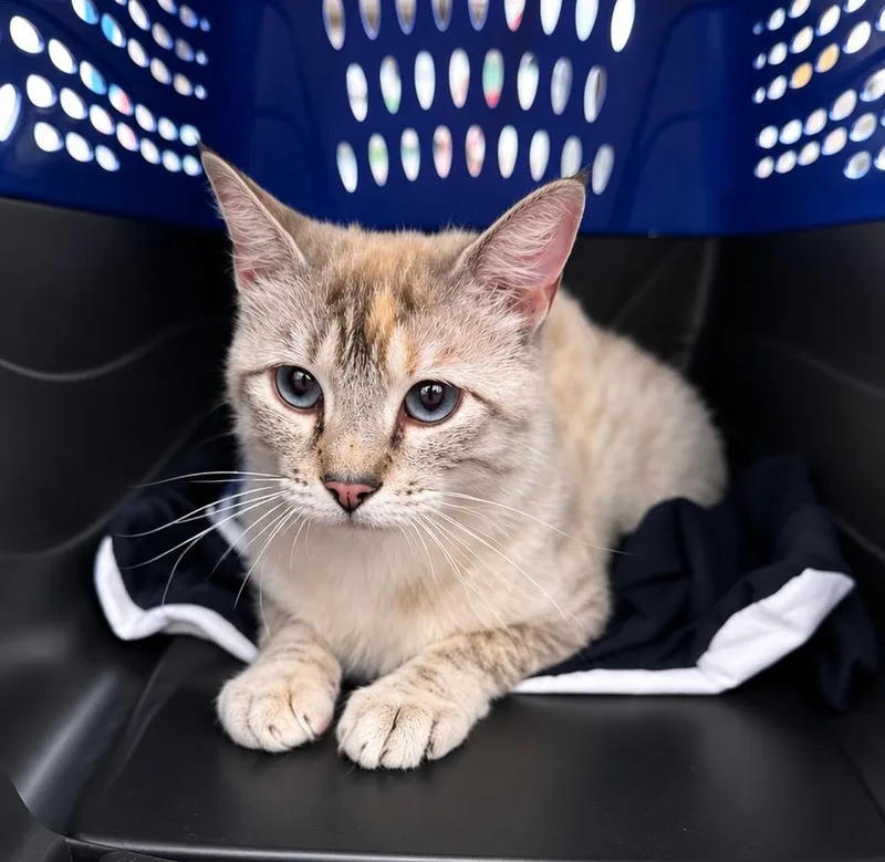 A young medium-sized female Domestic Short Hair cat named Symee for adoption in Fort Lupton, CO