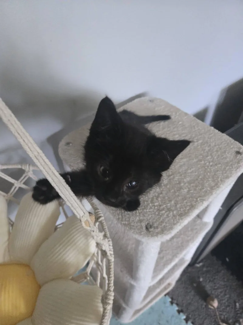 A baby medium-sized male Black Domestic Short Hair cat named Solo for adoption in Crown Point, IN