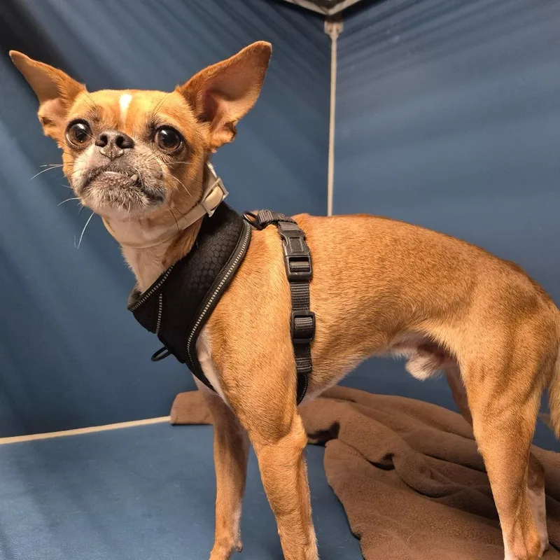 An adult small-sized male Brown / Chocolate Chihuahua dog named Hamm for adoption in Yuma, AZ