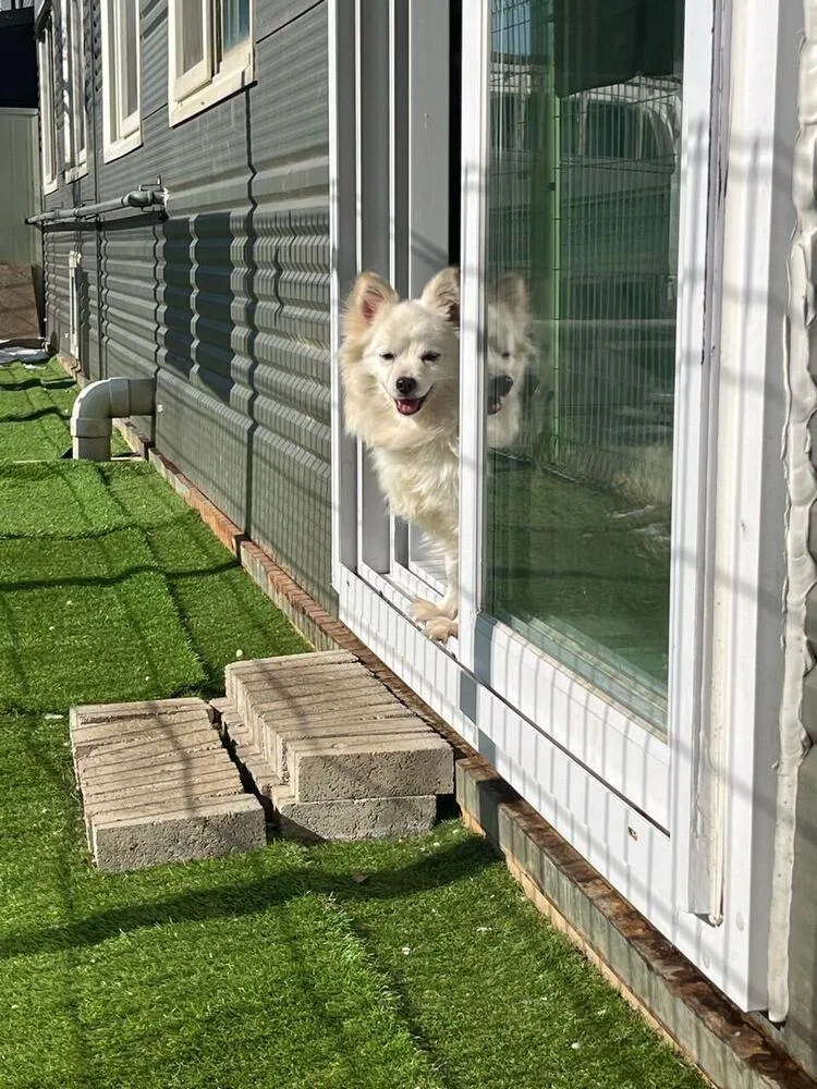 An adult small-sized female White / Cream Spitz dog named Wendy for adoption in Long Island City, NY