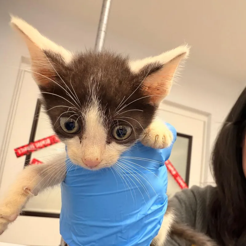 A baby small-sized male White Domestic Short Hair cat named Spider for adoption in West Palm Beach, FL
