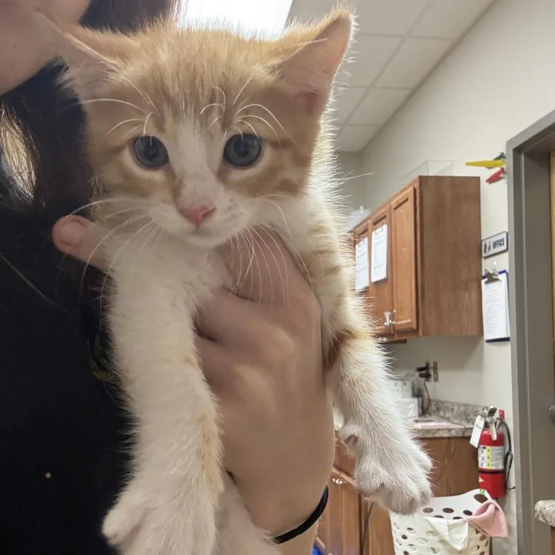 A baby medium-sized male Orange & White Domestic Medium Hair cat named Popsicle for adoption in Cumberland, RI