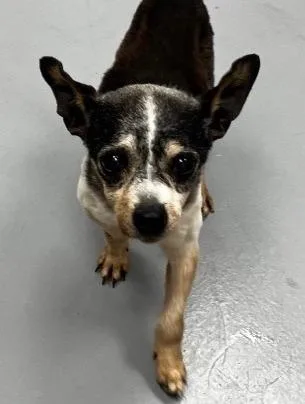 A senior small-sized male Chihuahua dog named Chewy for adoption in Hartsville, SC