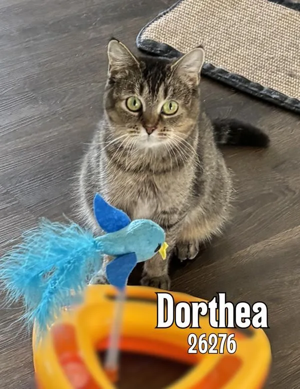 Dorthea