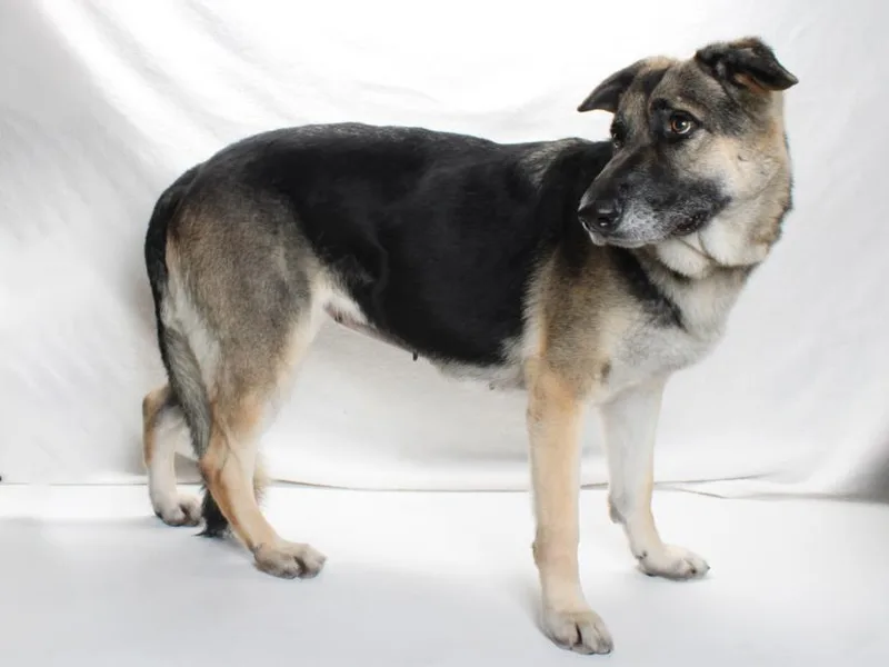 An adult large-sized female German Shepherd Dog dog named Dora for adoption in Burbank, CA