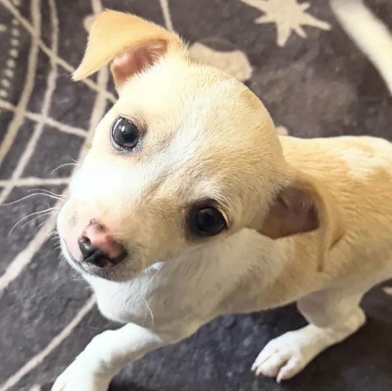 A baby small-sized male Chihuahua dog named Bosc for adoption in Vancouver, WA