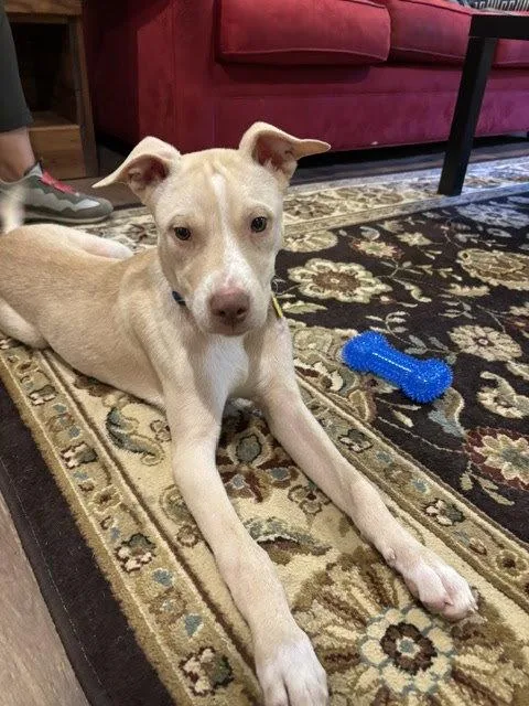 A young medium-sized male Pit Bull Terrier dog named Tanner for adoption in Richmond, VA