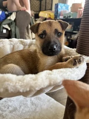 A young small-sized female Mixed Breed dog named Tatum for adoption in Lafayette, IN