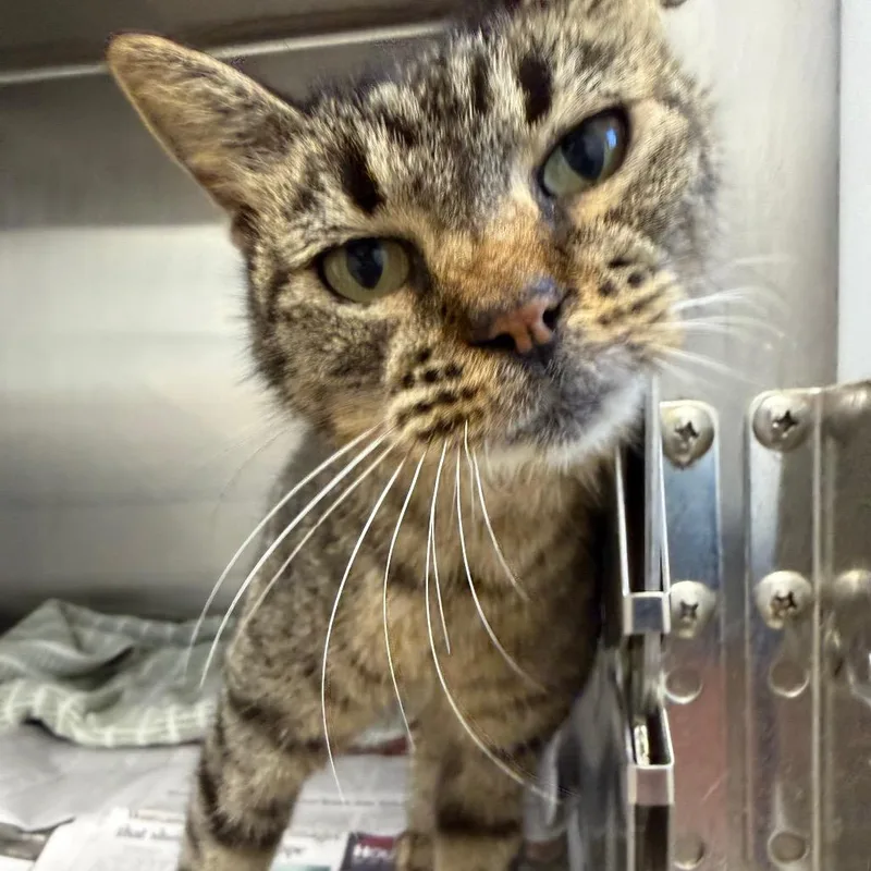 A young medium-sized female Brown / Chocolate Domestic Short Hair cat named R. C. for adoption in Marshall, TX
