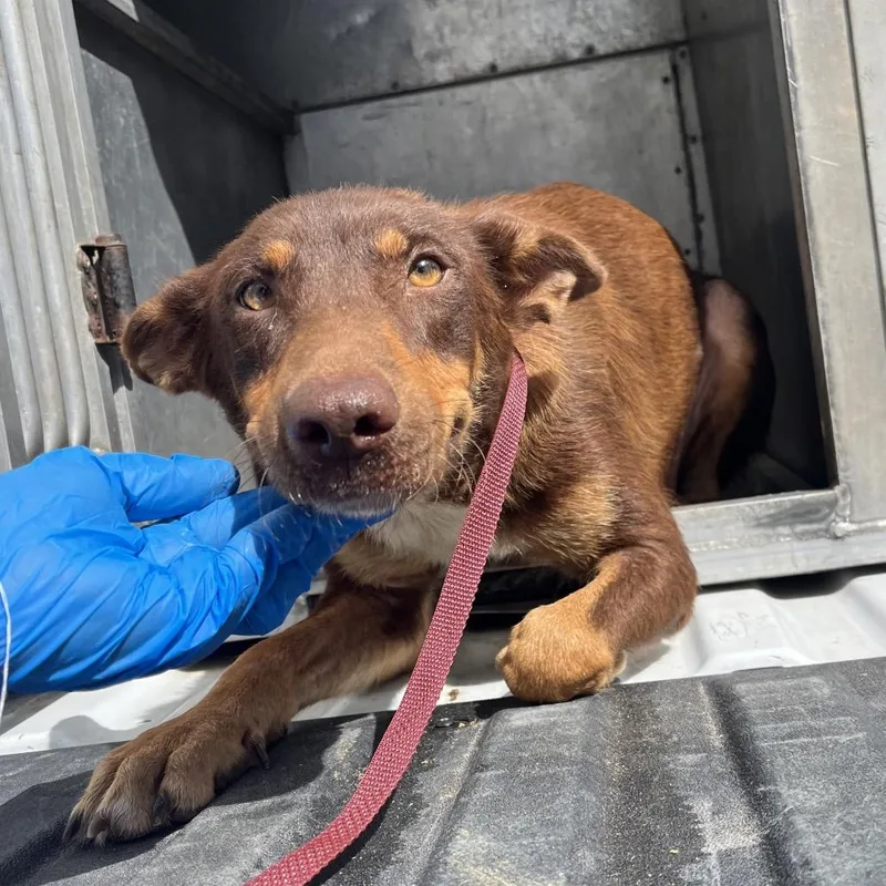 An adult medium-sized female Brown / Chocolate Shepherd dog named Laurie for adoption in Edinburg, TX