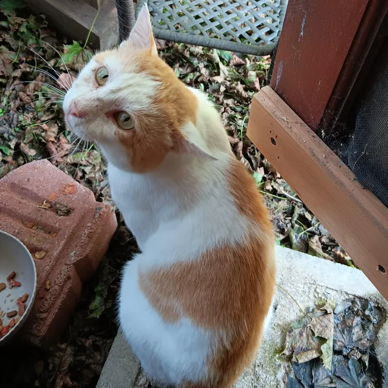A young medium-sized male Tabby cat named Brawny for adoption in Montour Falls, NY
