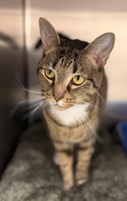 Buttercup thumbnail 2