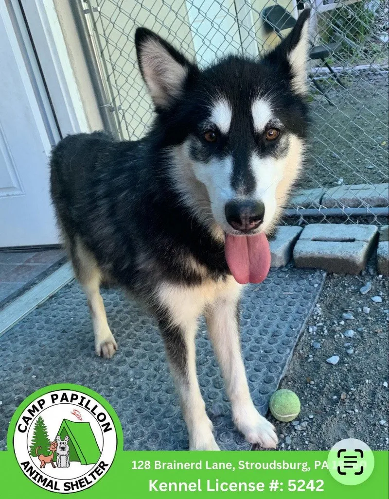 An adult large-sized female German Shepherd Dog dog named Sheera for adoption in Stroudsburg, PA