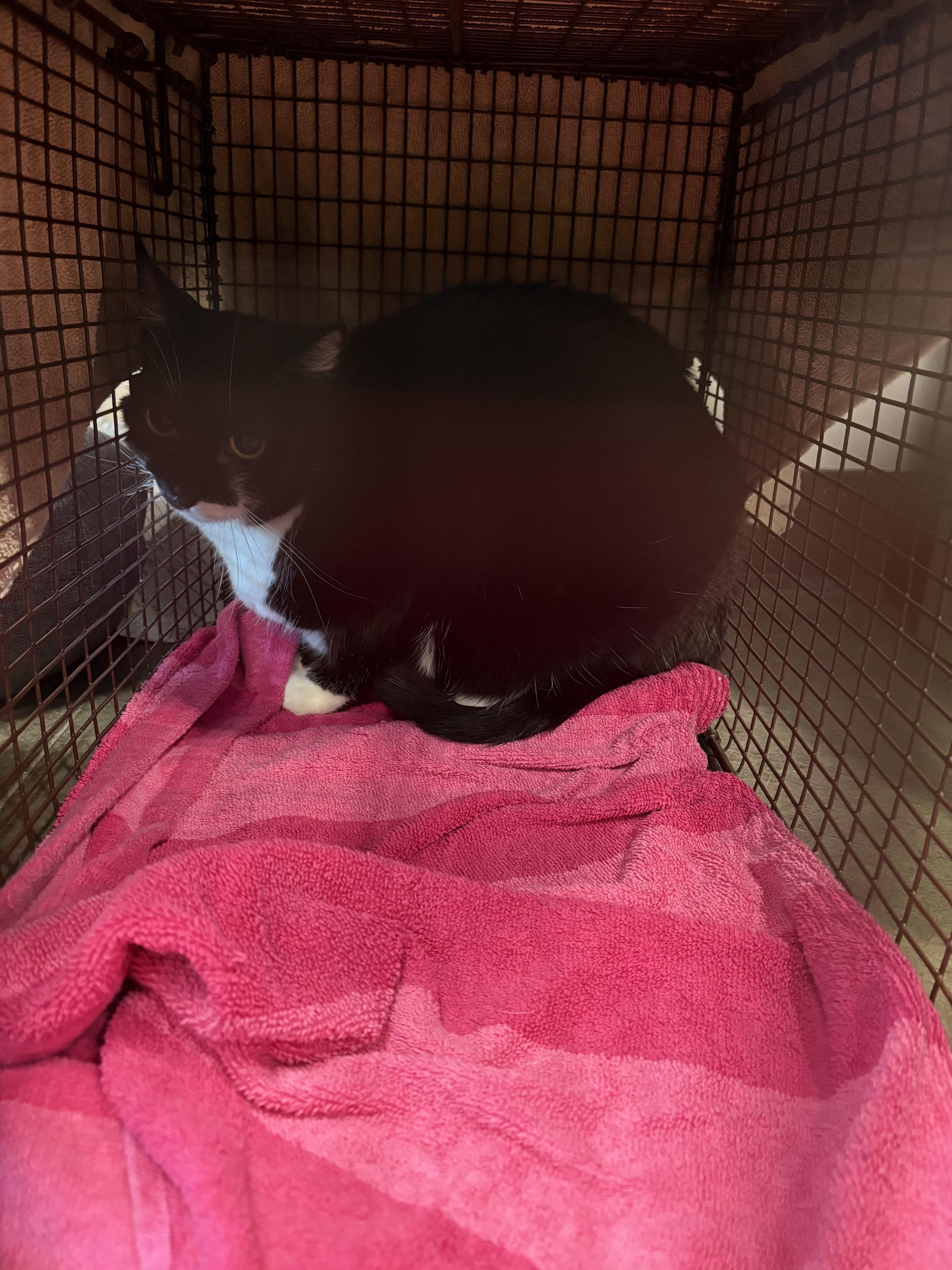 An adult medium-sized female Domestic Short Hair cat named Molly for adoption in Chatsworth, CA