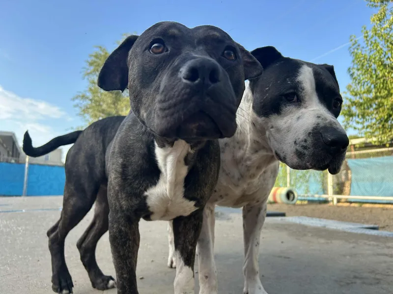 Piggly Wiggly thumbnail 3