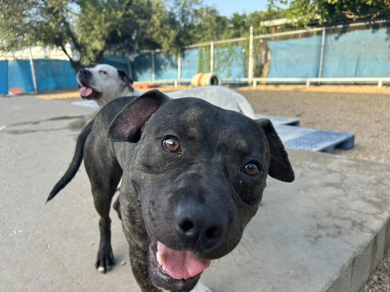 Piggly Wiggly thumbnail 4