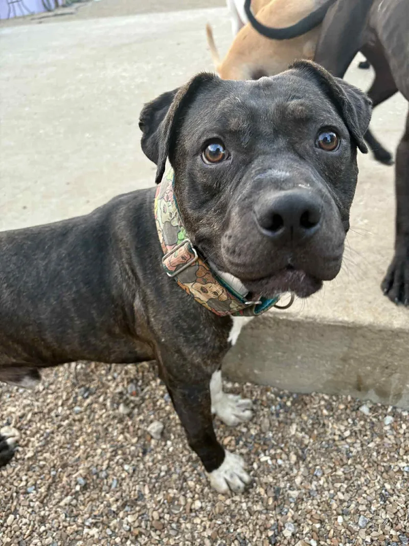 Piggly Wiggly thumbnail 5