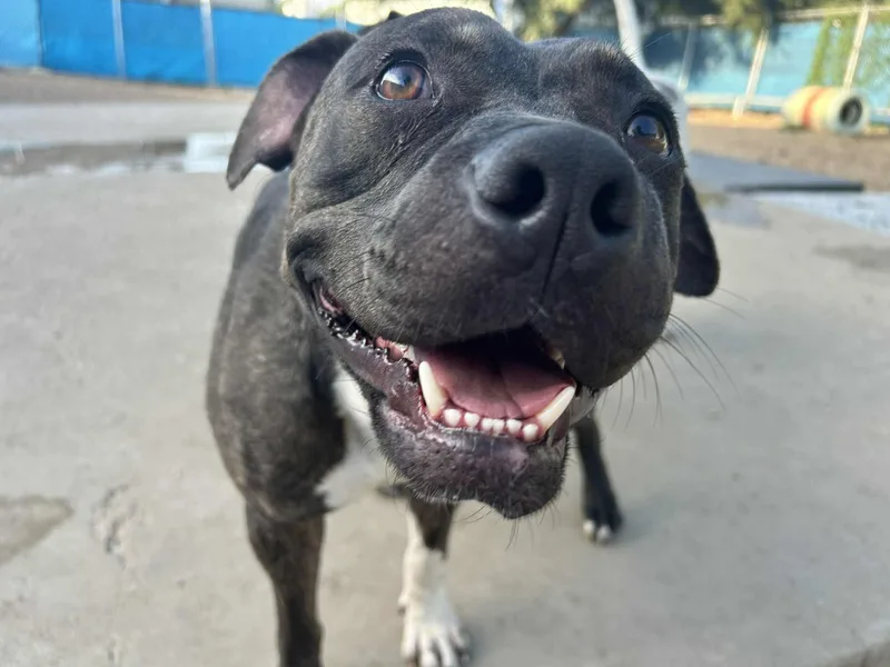 Piggly Wiggly thumbnail 6