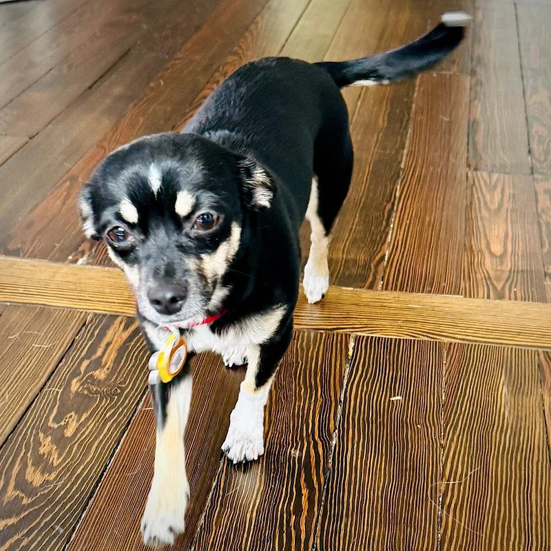 Chili