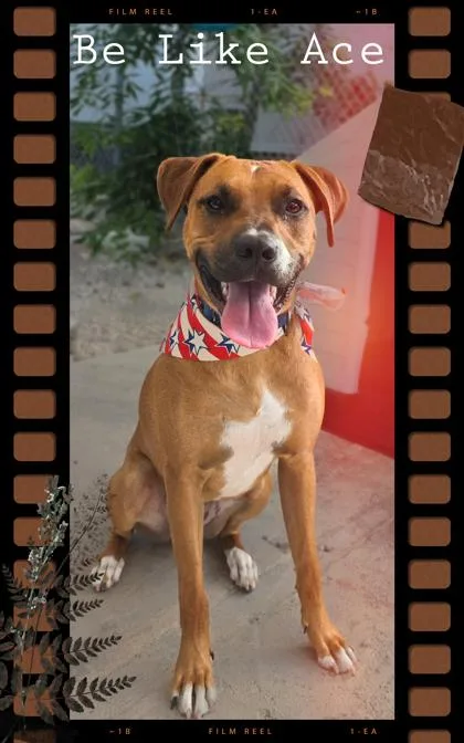 An adult large-sized male Black Mouth Cur dog named Ace for adoption in Key West, FL