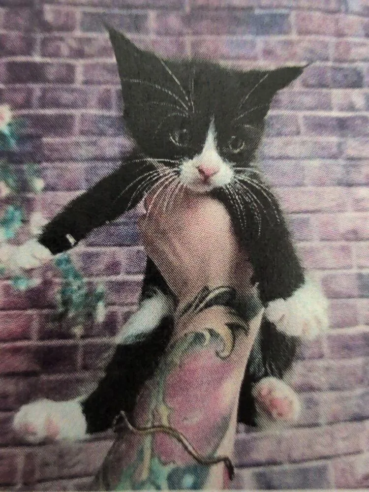 A baby small-sized male Black & White / Tuxedo Domestic Short Hair cat named Goose for adoption in Parker, CO