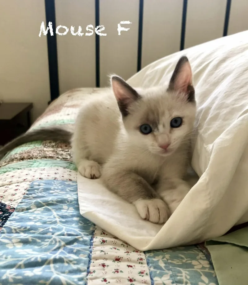 A baby medium-sized female Siamese cat named Mouse for adoption in Mission Viejo, CA