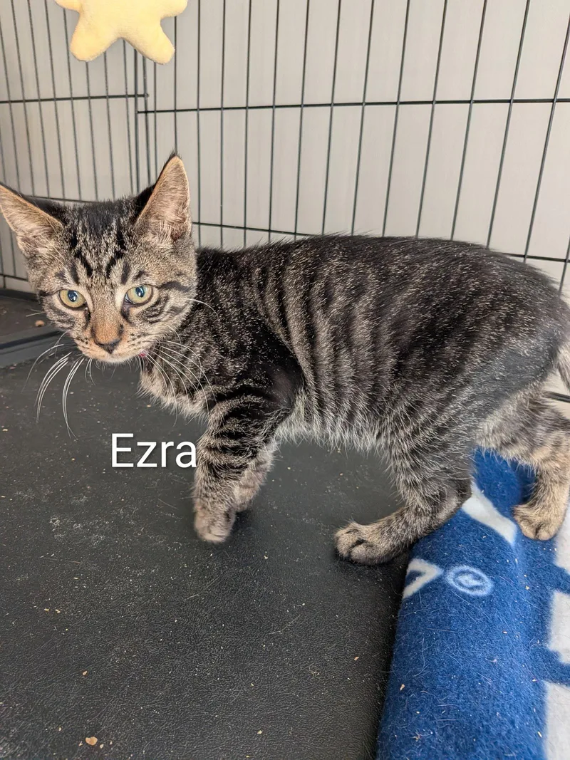 Ezra