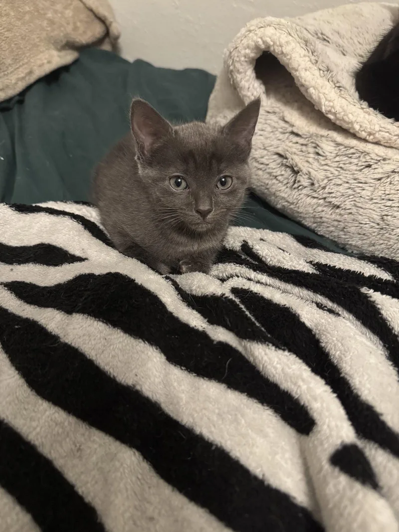 A baby medium-sized female Gray / Blue / Silver Domestic Short Hair cat named Willow for adoption in Wesley Chapel, FL