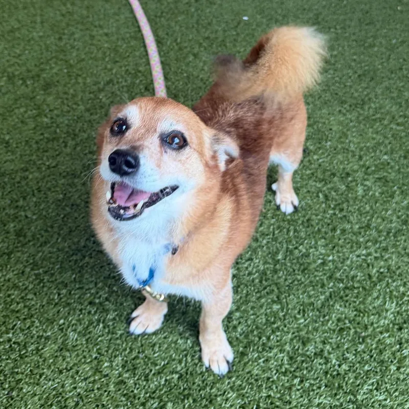A senior small-sized male Chihuahua dog named Freddie Mercury for adoption in West Palm Beach, FL