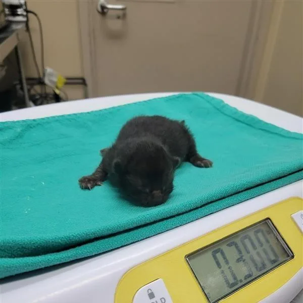A baby small-sized male Black Domestic Short Hair cat named Sage for adoption in Tacoma, WA
