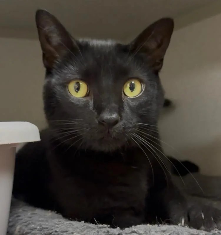 An adult small-sized male Black Domestic Short Hair cat named Jack for adoption in Osseo, MI