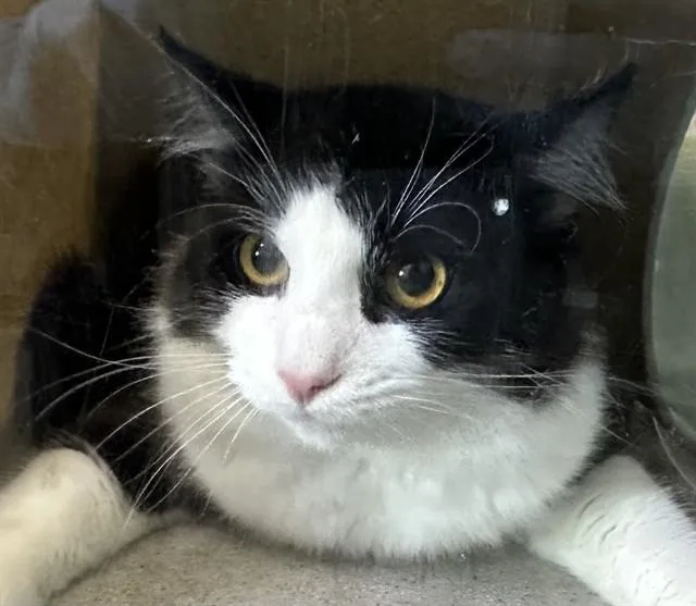 A young medium-sized male Domestic Medium Hair cat named Chaplin for adoption in Baldwin Park, CA