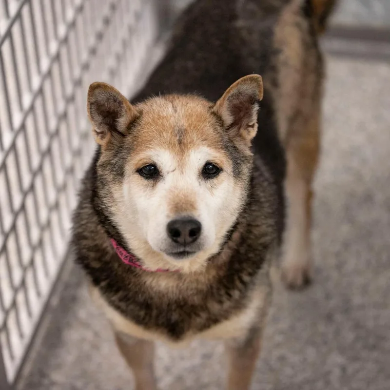 A senior medium-sized female Red / Chestnut / Orange Shiba Inu dog named Bubbles for adoption in Peyton, CO