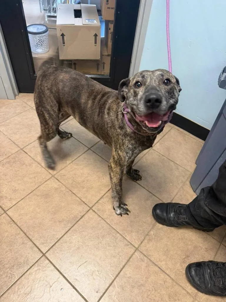 An adult large-sized female Pit Bull Terrier dog named Shiloh for adoption in Marion, OH