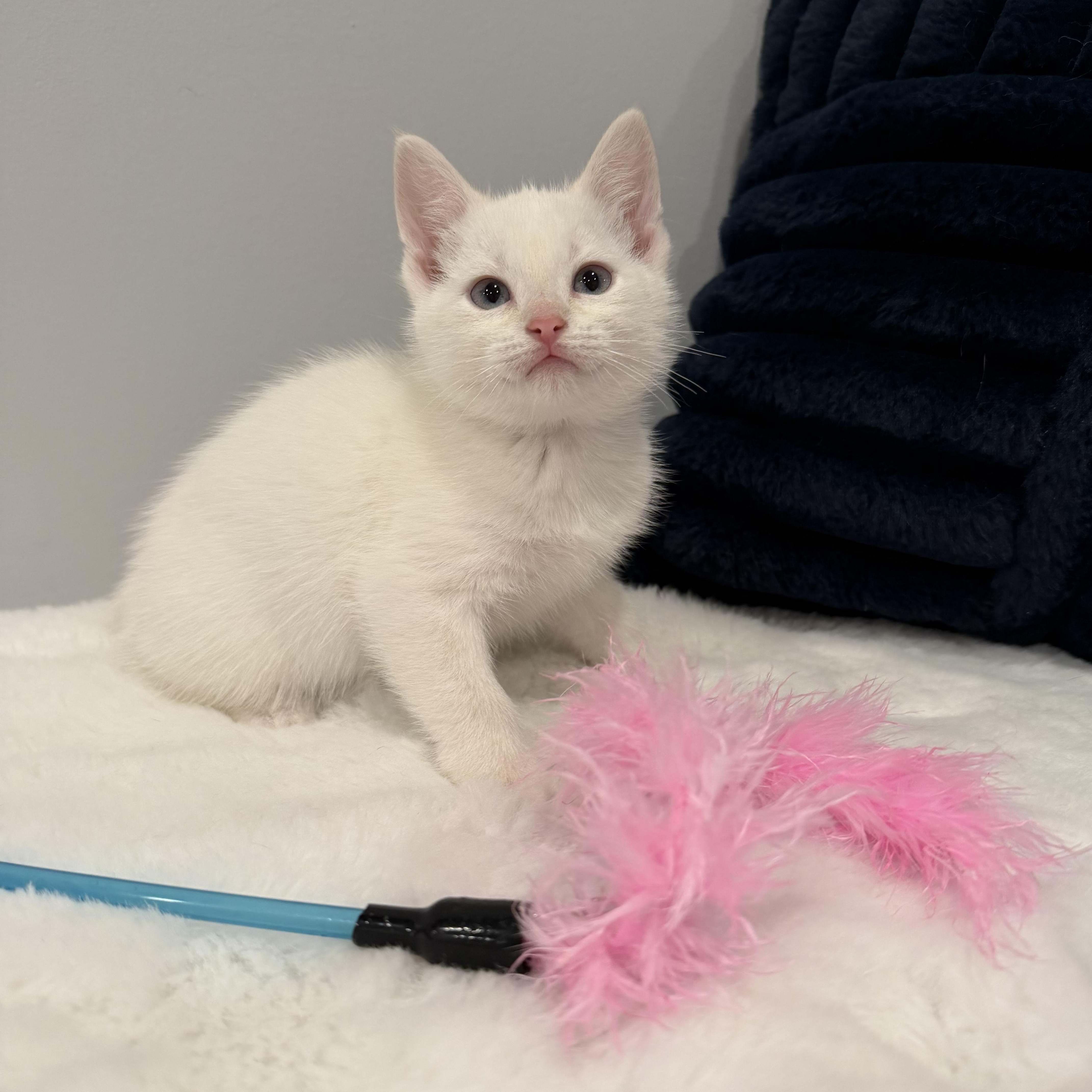 A baby medium-sized female White Domestic Short Hair cat named Sugar for adoption in Chicago, IL