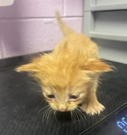 Theodore